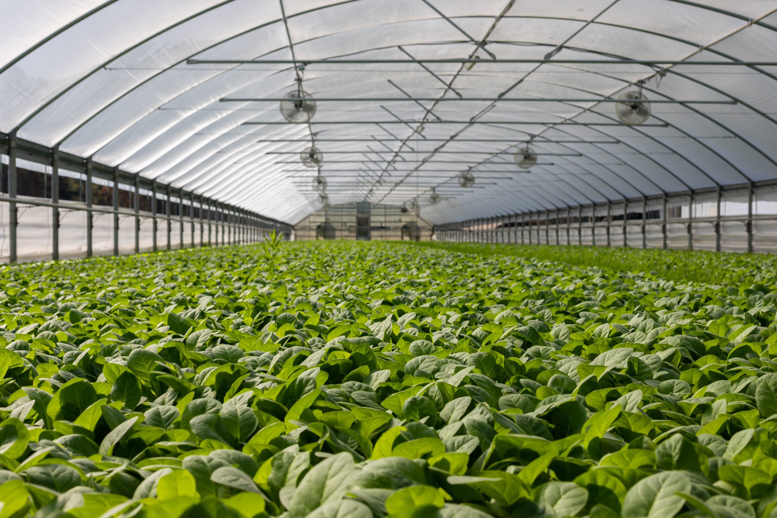 indoor farms food production